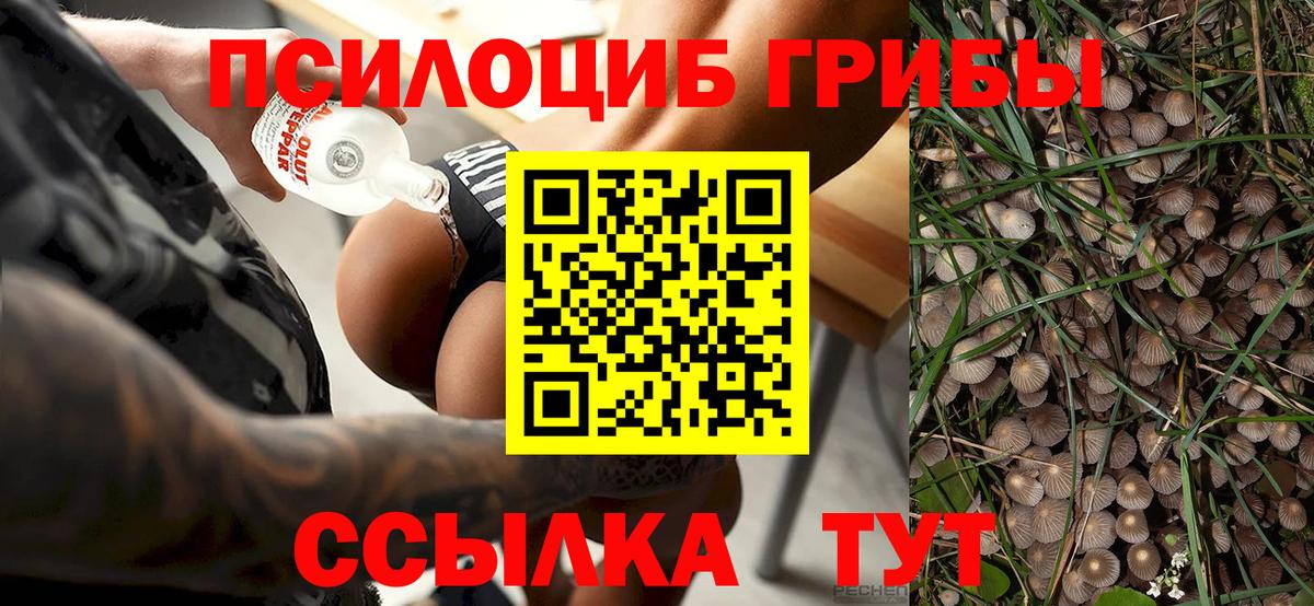 купить наркоту  Галлюциногенные грибы прущие грибы  Псилоцибиновые грибы Psilocybine cubensis  Вход с VPN  Анжеро-Судженск 